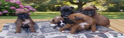Boxer perros en venta: Boxer  - Anuncio 2