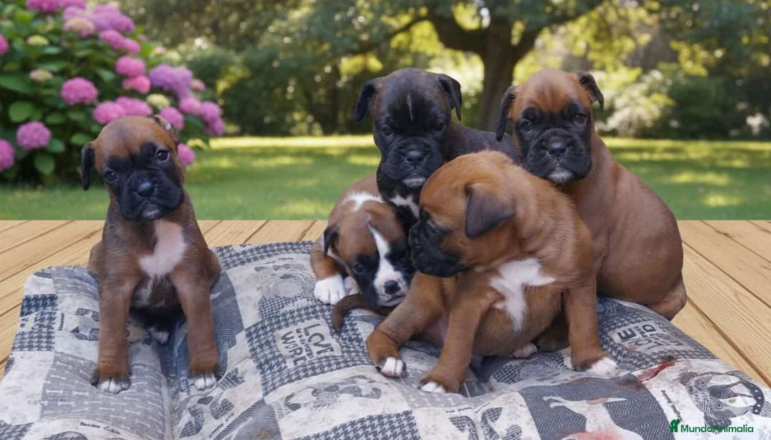 Boxer perros en venta: Boxer  - Anuncio 2