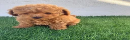 Caniche Toy perros en venta: Caniche toy - Anuncio 16