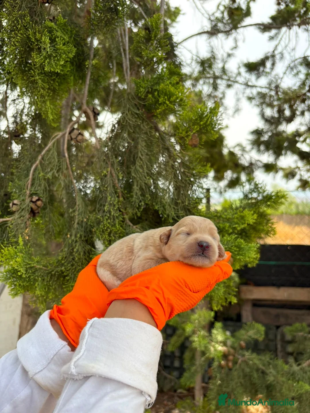 Labradoodle perros en venta: Labradoodle F3 B - Anuncio 2