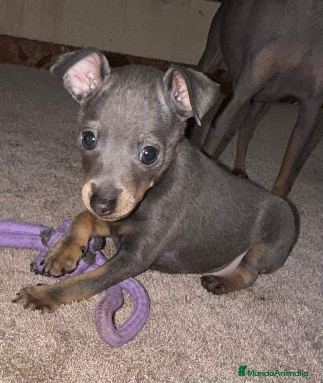 Pinscher Miniatura perros en venta: Mini pincher macho blue - Anuncio 1