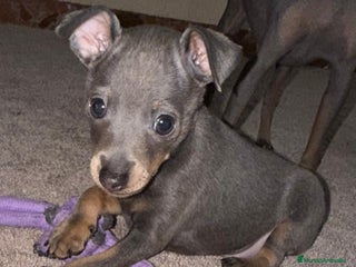 Pinscher Miniatura perros Mini pincher macho blue - Anuncio 1