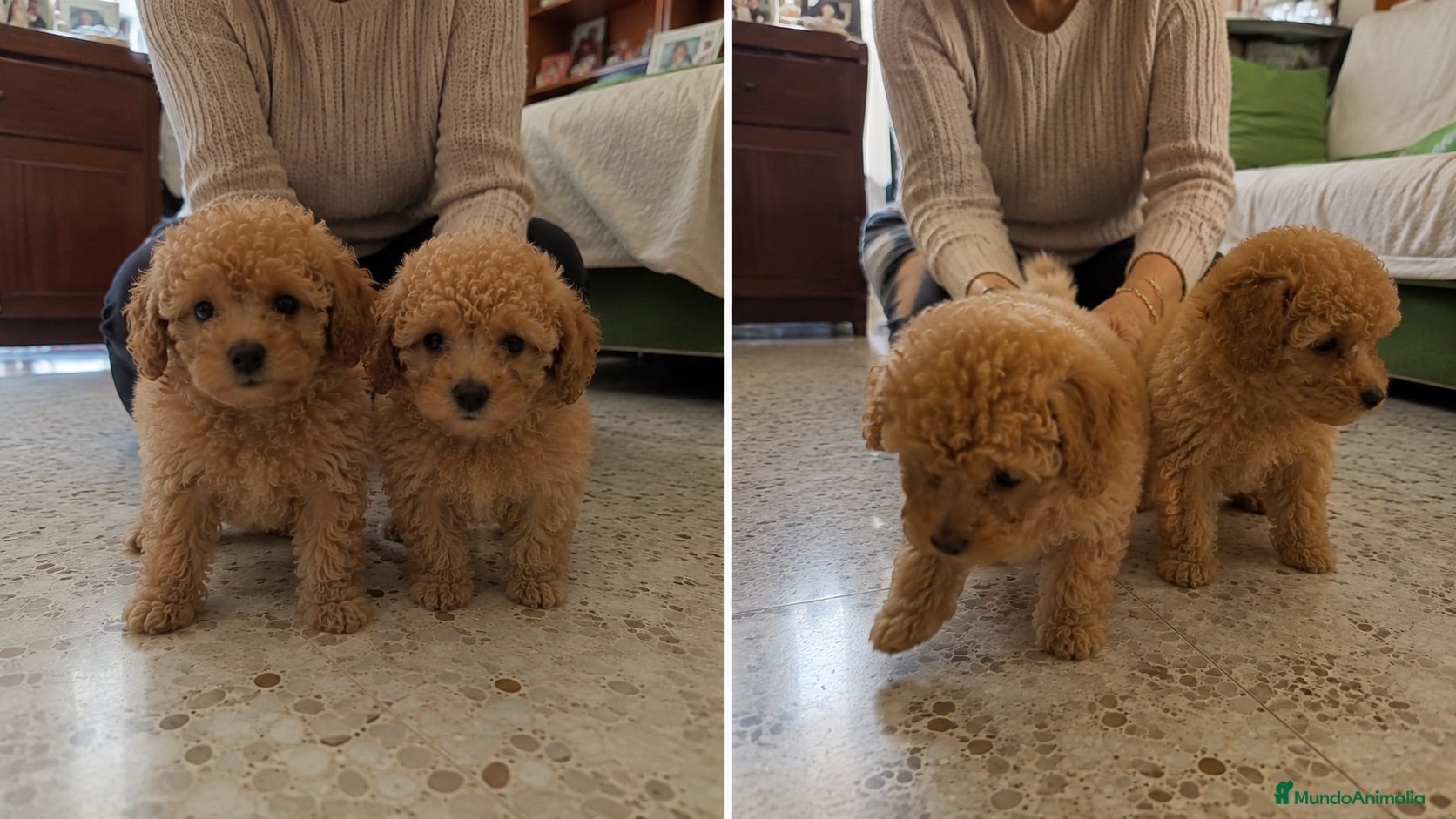 Caniche Enano perros CANICHES ( TODA ESPAÑA )  - Anuncio 1