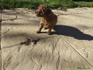 Caniche Mediano perros Caniche rojo - Anuncio 11