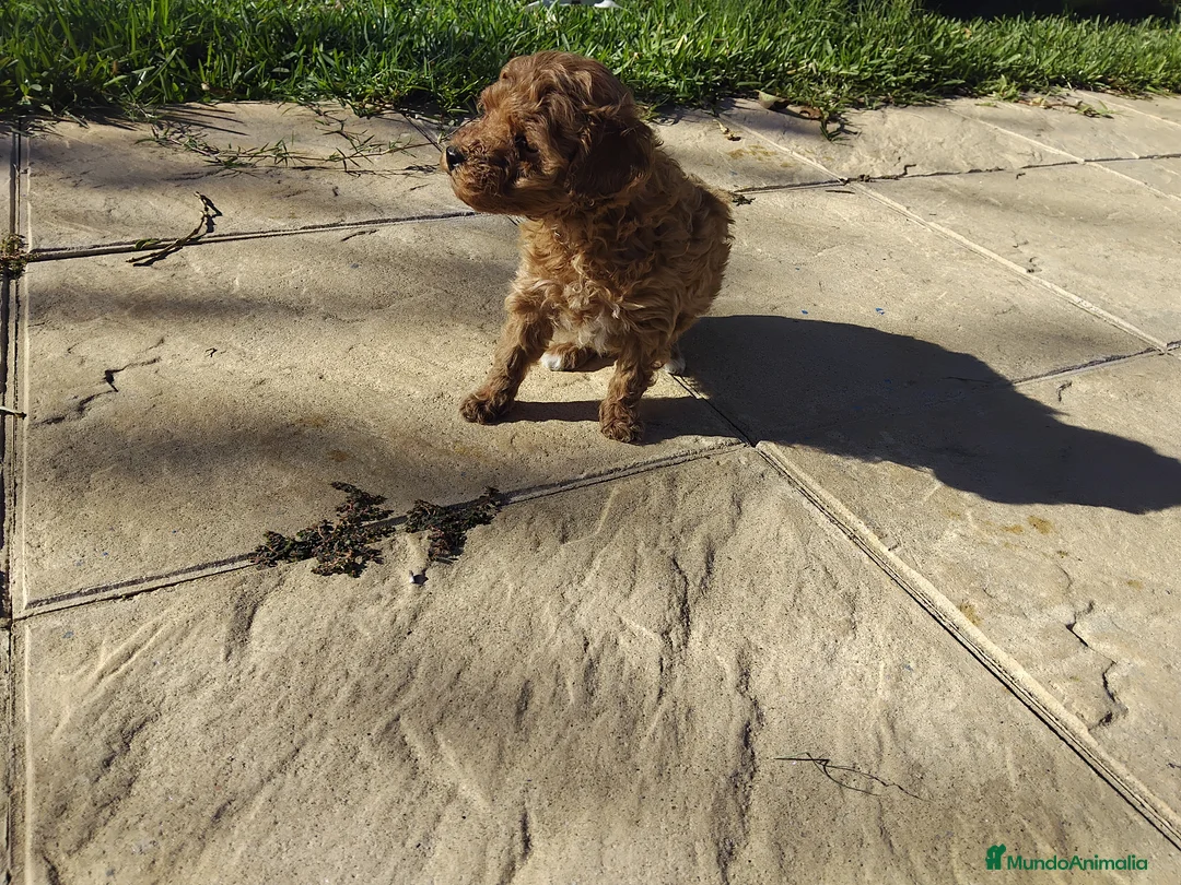 Caniche Mediano perros en venta: Caniche  rojo - Anuncio 1