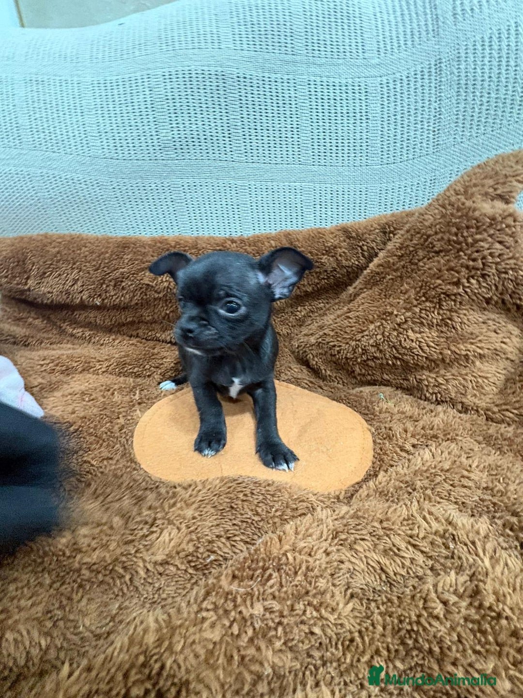 Chihuahua perros en venta: Chihuahua toy negro - Anuncio 1