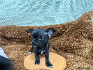 Chihuahua perros Chihuahua toy negro - Anuncio 13