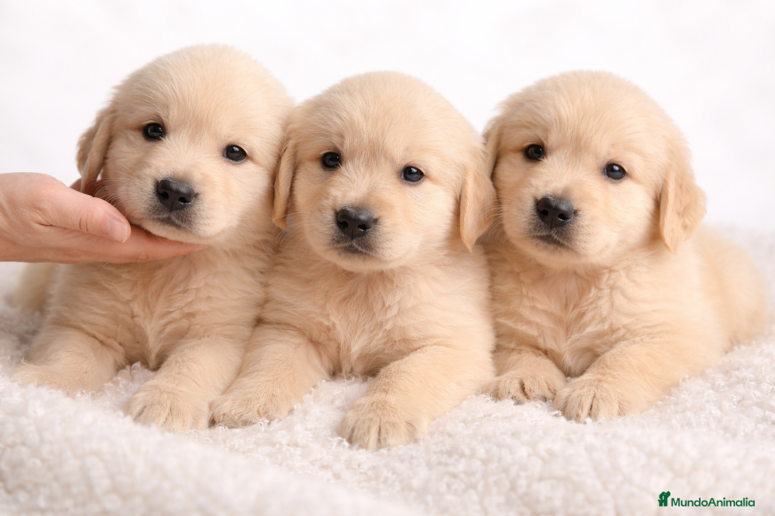 Golden Retriever perros Golden macho  - Anuncio 2