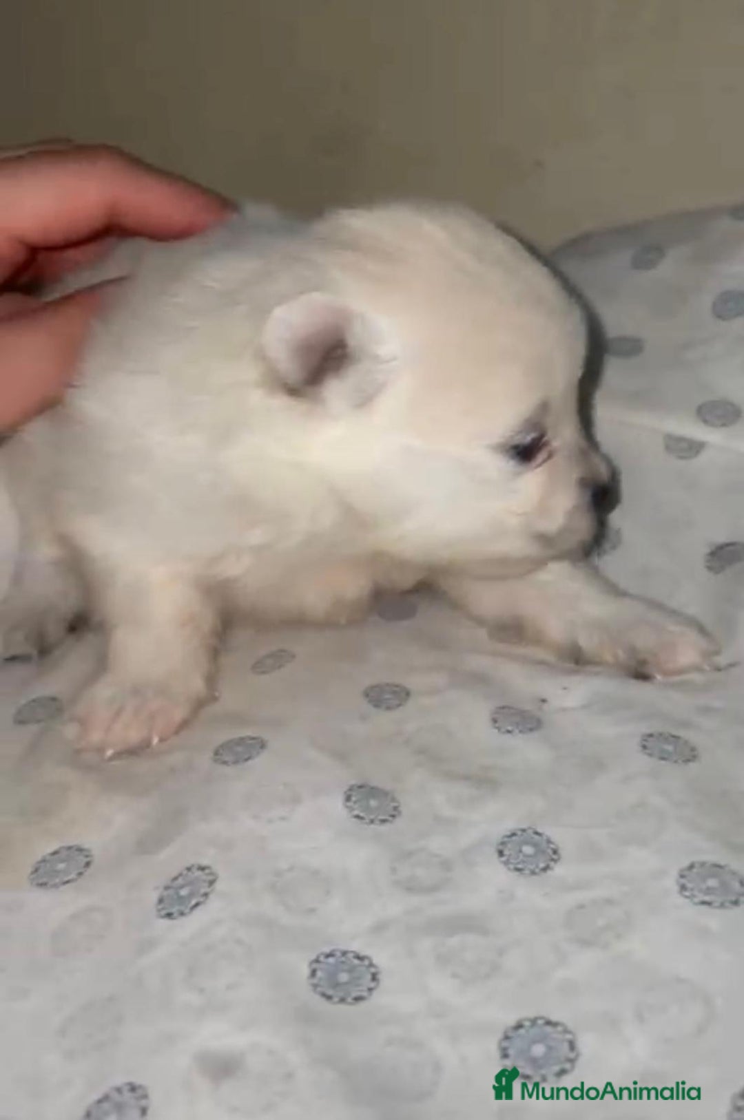 Pomerania perros en venta: Lulu pomerania toy - Anuncio 2