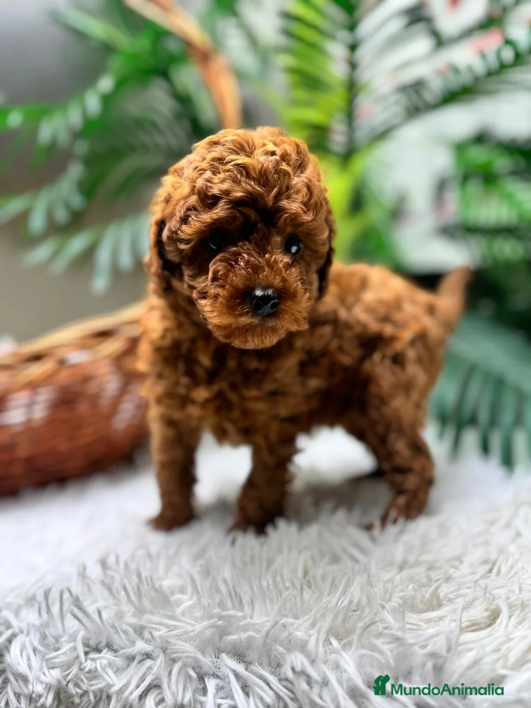 Caniche Toy perros en venta: CANICHE TOY-CACHORRO LISTO PARA ENTREGAR - Anuncio 1