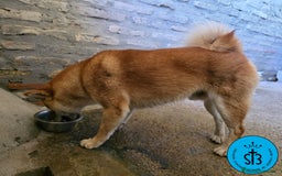 Shiba Inu perros en venta: SHIBA INU ADULTO PEDEGREE(LOE) - Imagen 2