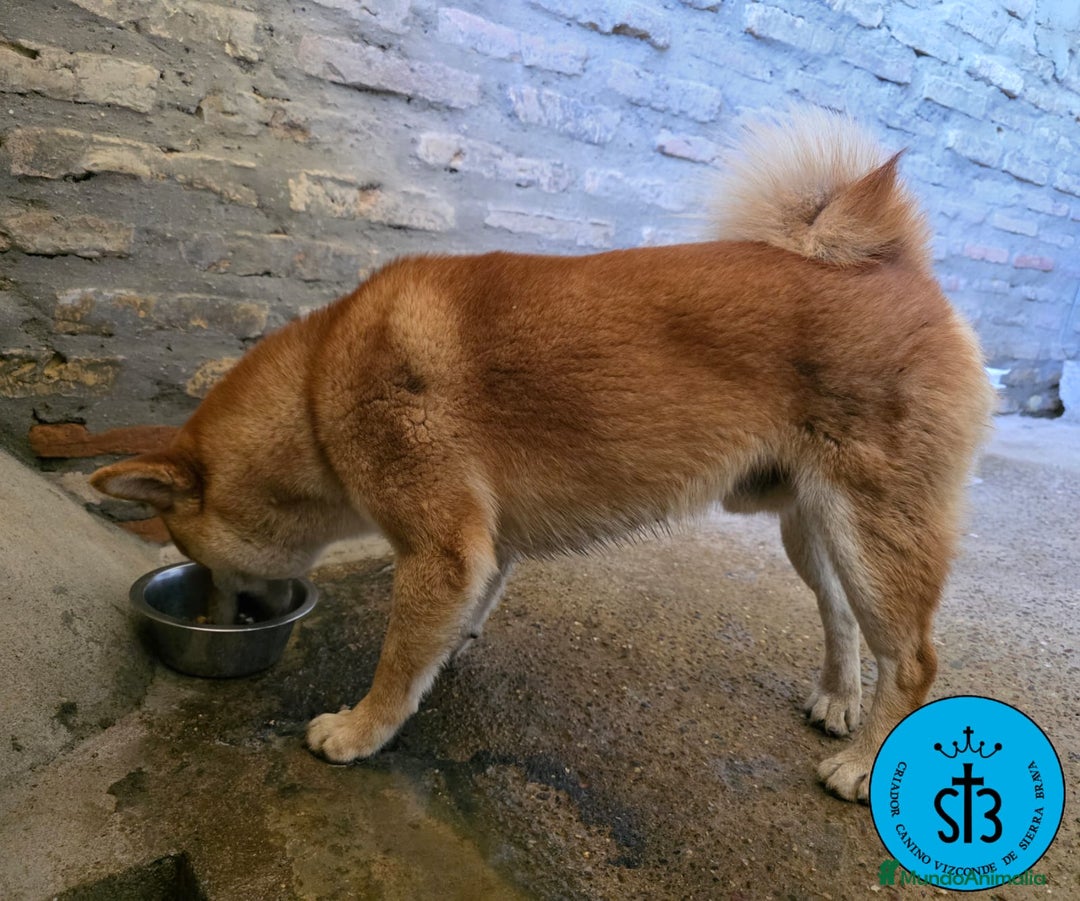 Shiba Inu perros en venta: SHIBA INU ADULTO PEDEGREE(LOE) - Imagen 2