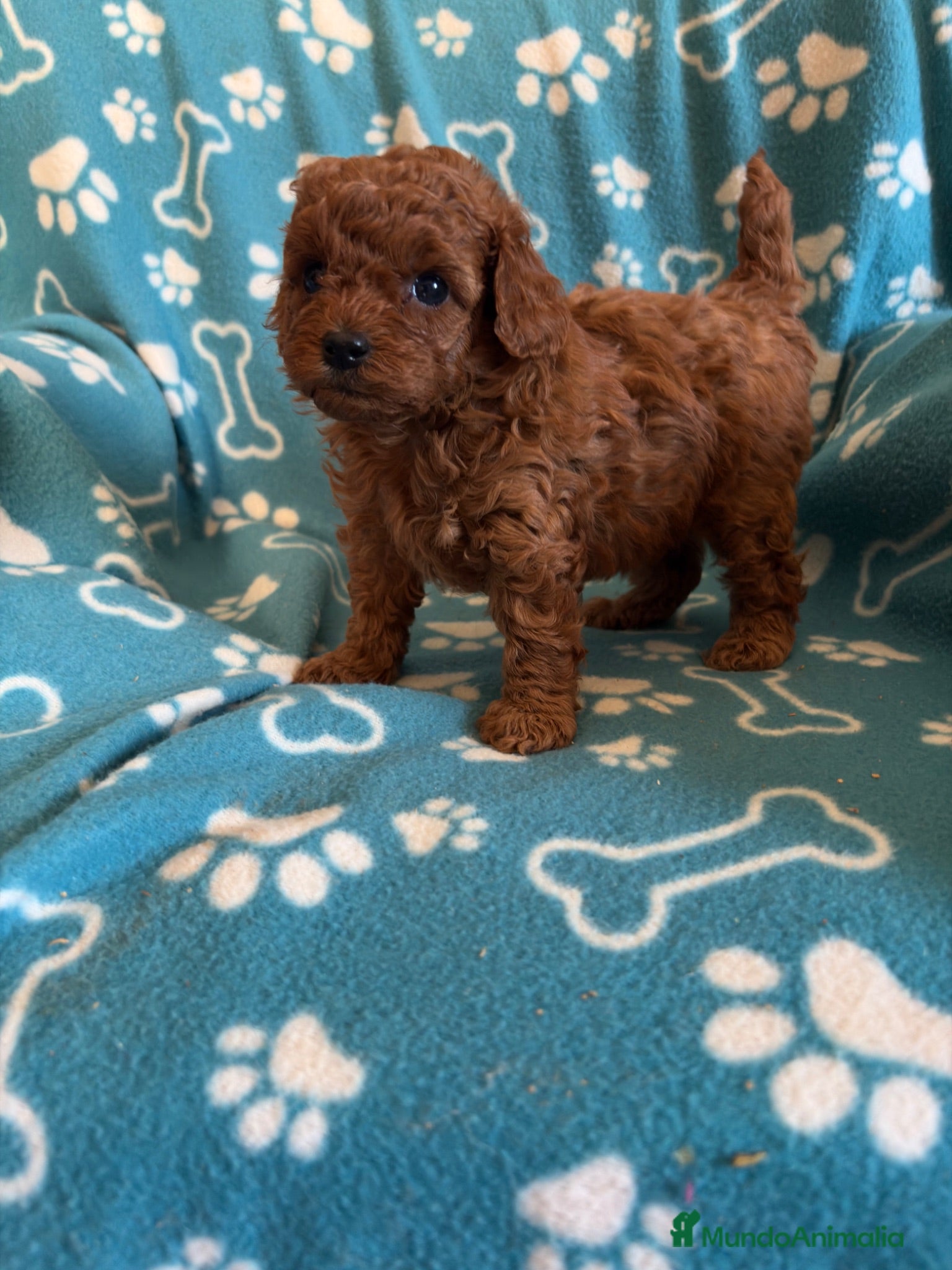 Caniche Toy perros Caniche toy - Anuncio 2