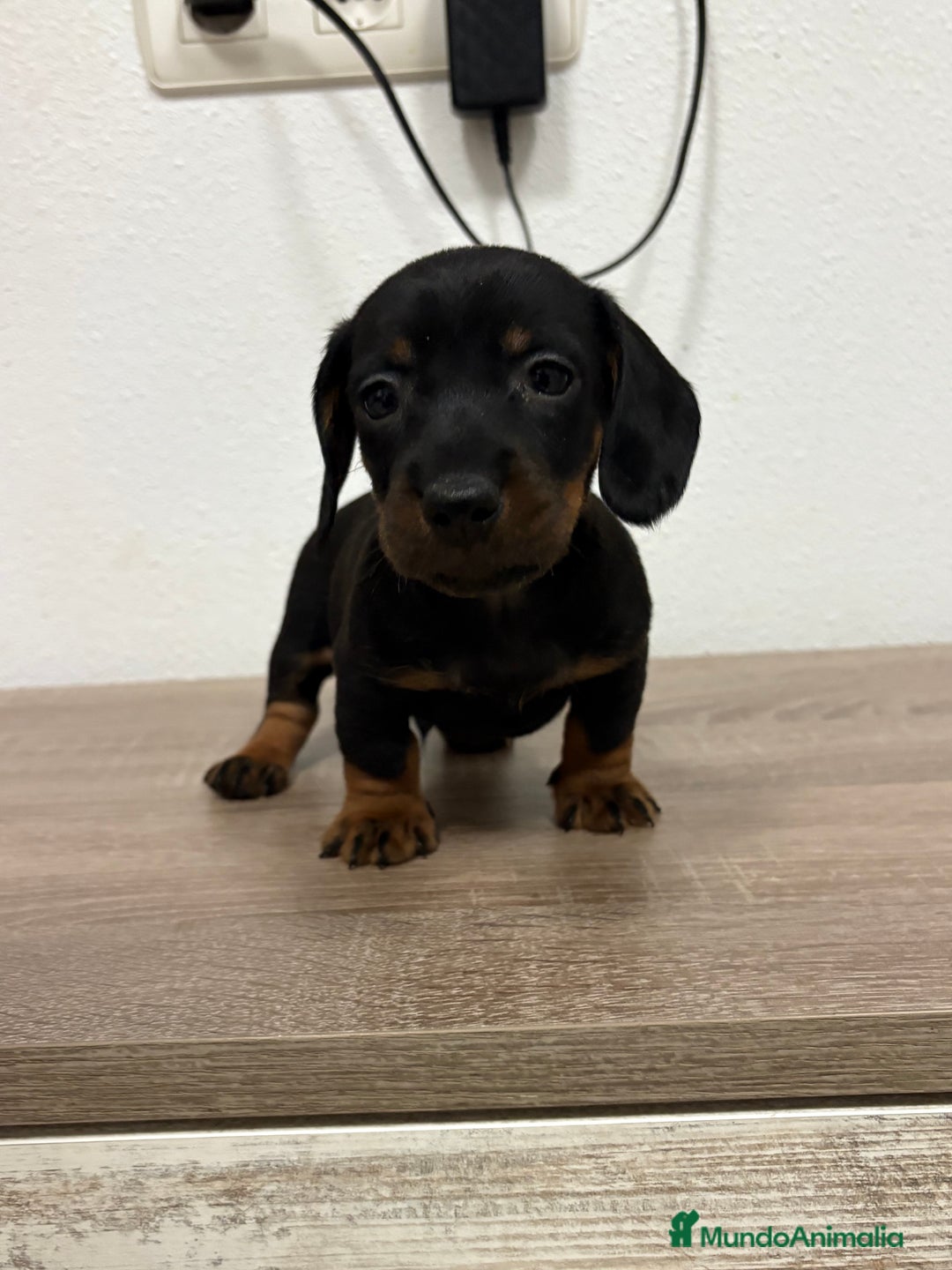 Teckel perros en venta: Cachorro teckel pelo fino - Anuncio 1