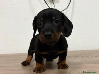 Teckel perros Cachorro teckel pelo fino - Anuncio 1