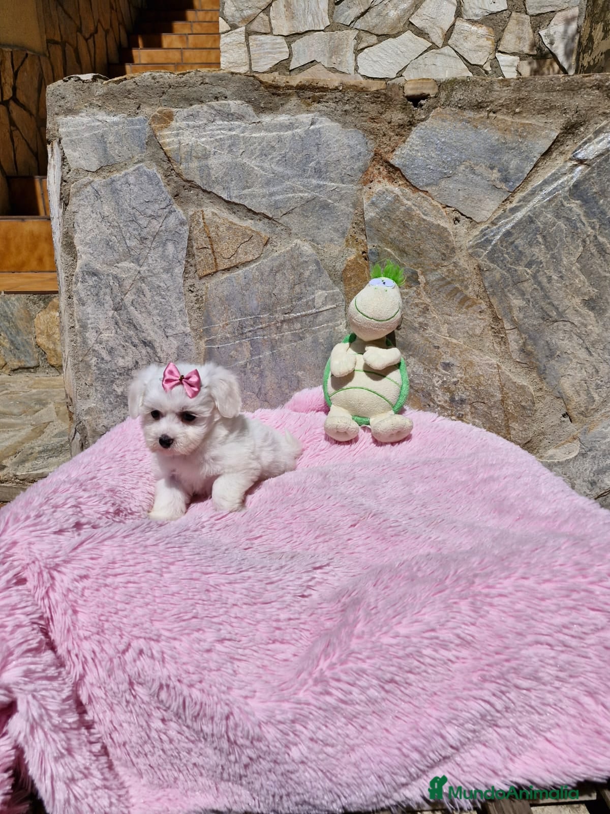 Bichón Maltés perros Bichón Maltés  en Barcelona - Anuncio 39