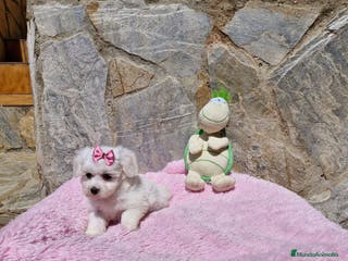 Bichón Maltés perros Bichón Maltés en Barcelona - Anuncio 14