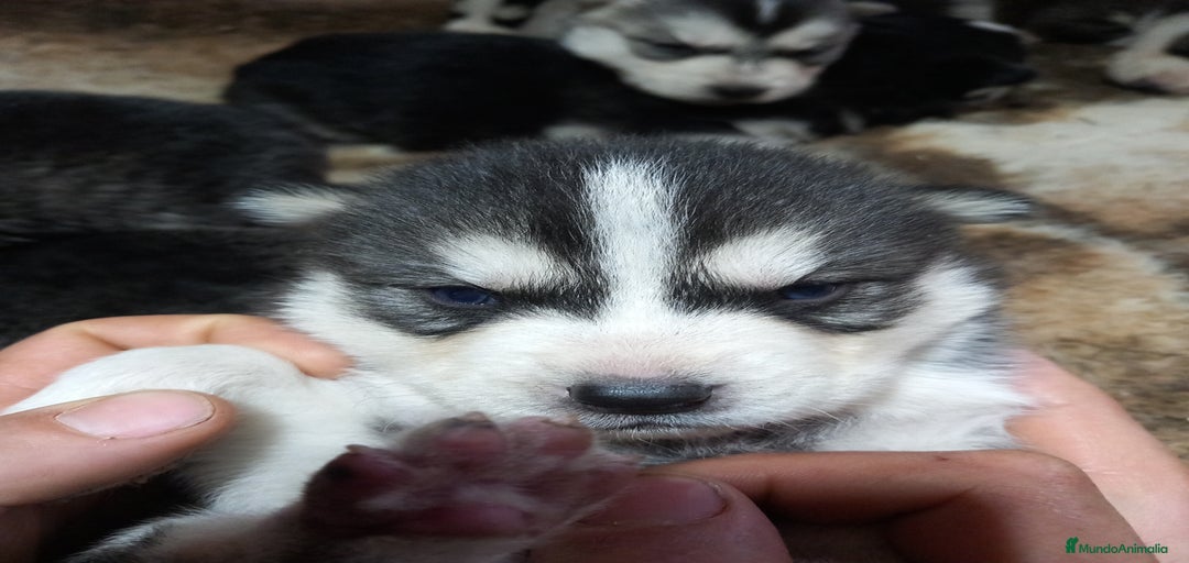 Imagen de galería {{count}}