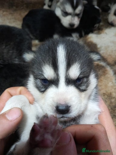 Imagen de galería {{count}}