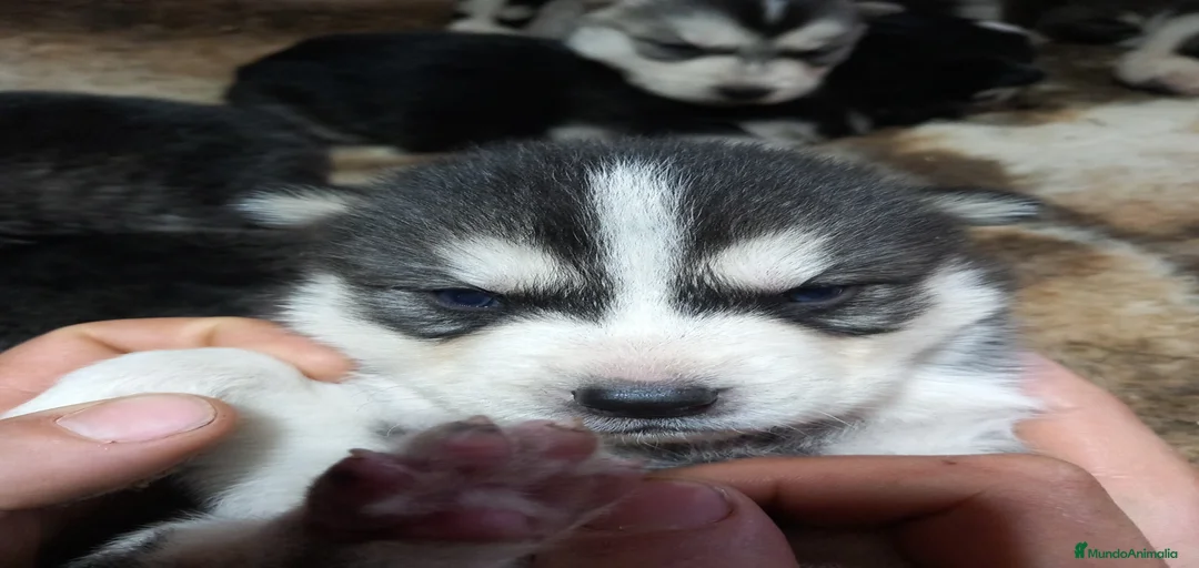 Imagen de galería {{count}}