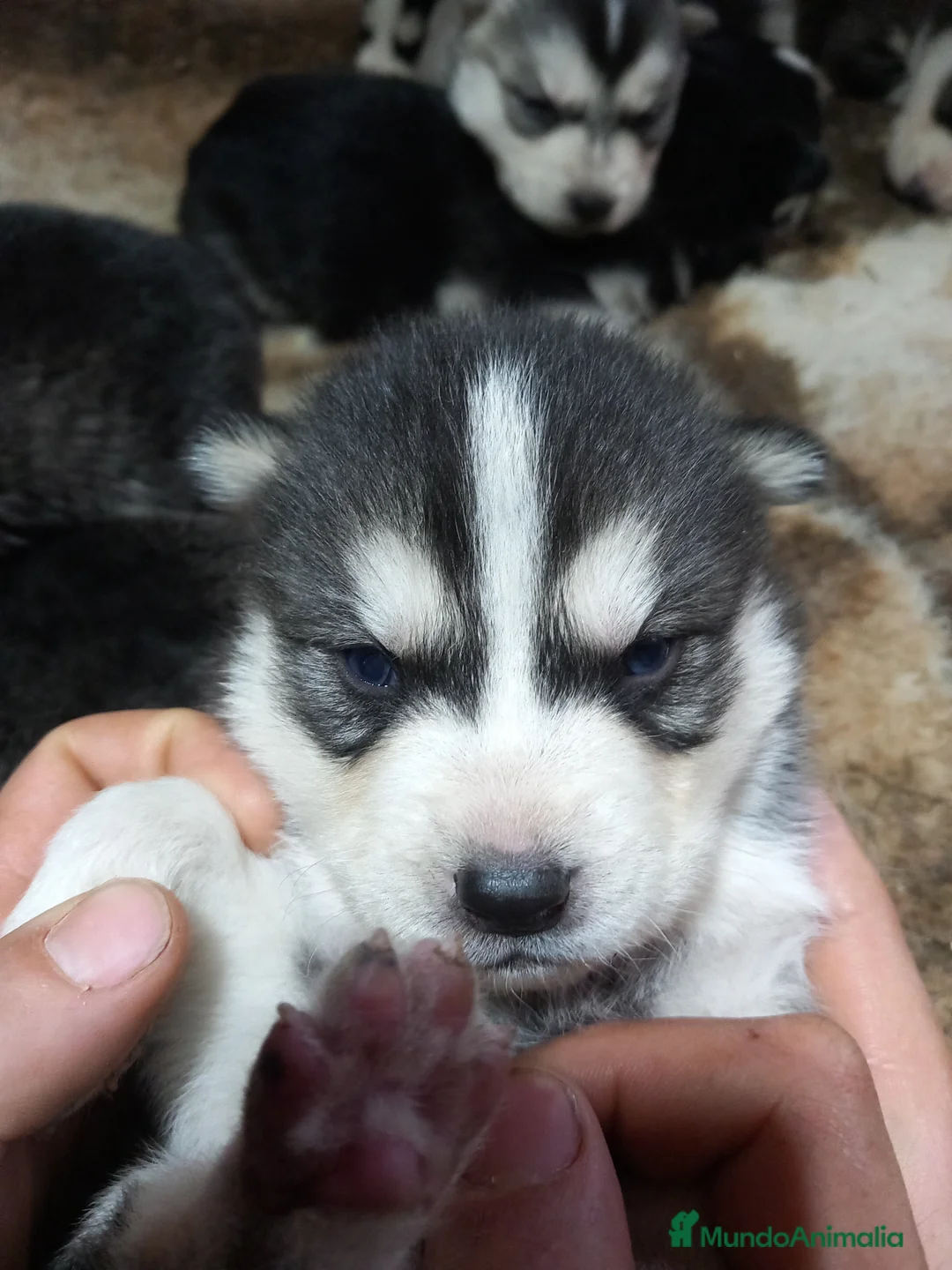 Imagen de galería {{count}}