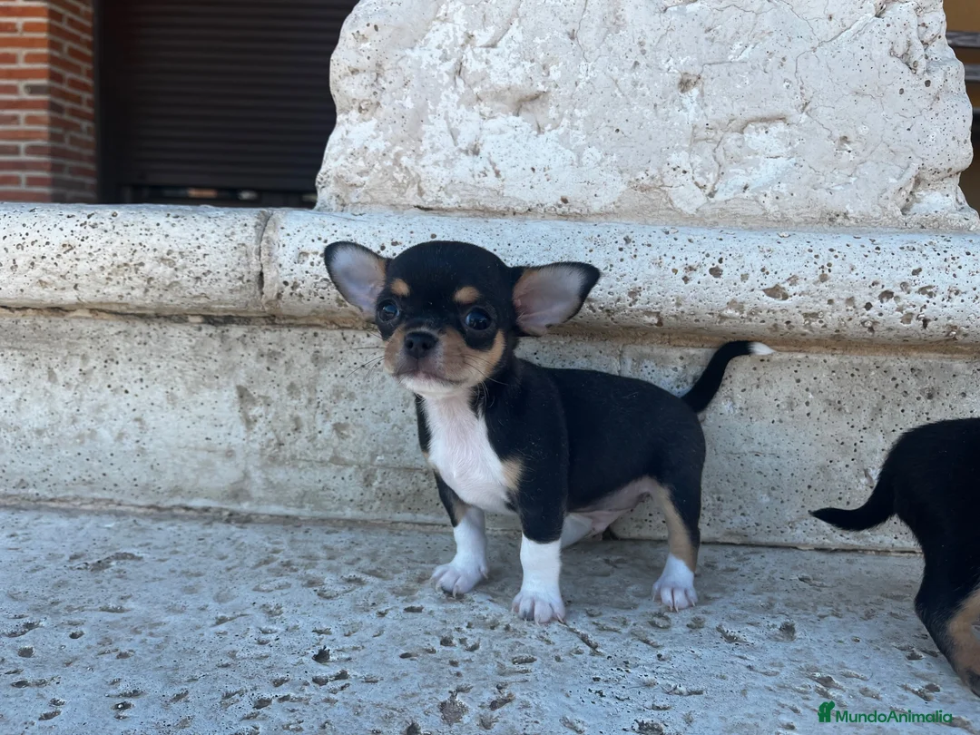 Chihuahua perros en venta: Chihuhua  - Anuncio 1