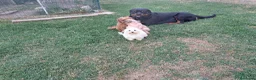 Bichón Maltés perros en venta: Bichon Maltes - Anuncio 4