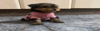 Yorkshire Terrier Cachorro 2