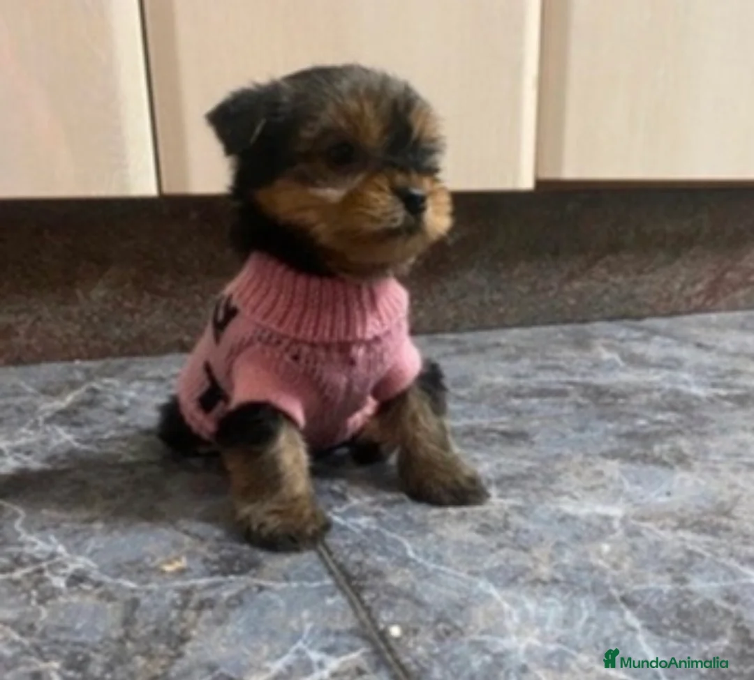 Yorkshire Terrier perros en venta: Yorkshire Toy  - Anuncio 2