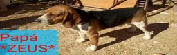 Beagle perros en venta: Preciosos Beagle - Anuncio 5