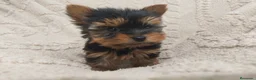 Yorkshire Terrier perros en venta: Yorkshire miniatura  - Anuncio 4