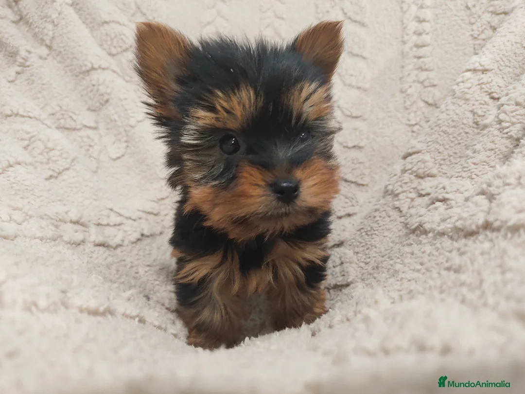 Yorkshire Terrier perros en venta: Yorkshire miniatura  - Anuncio 4
