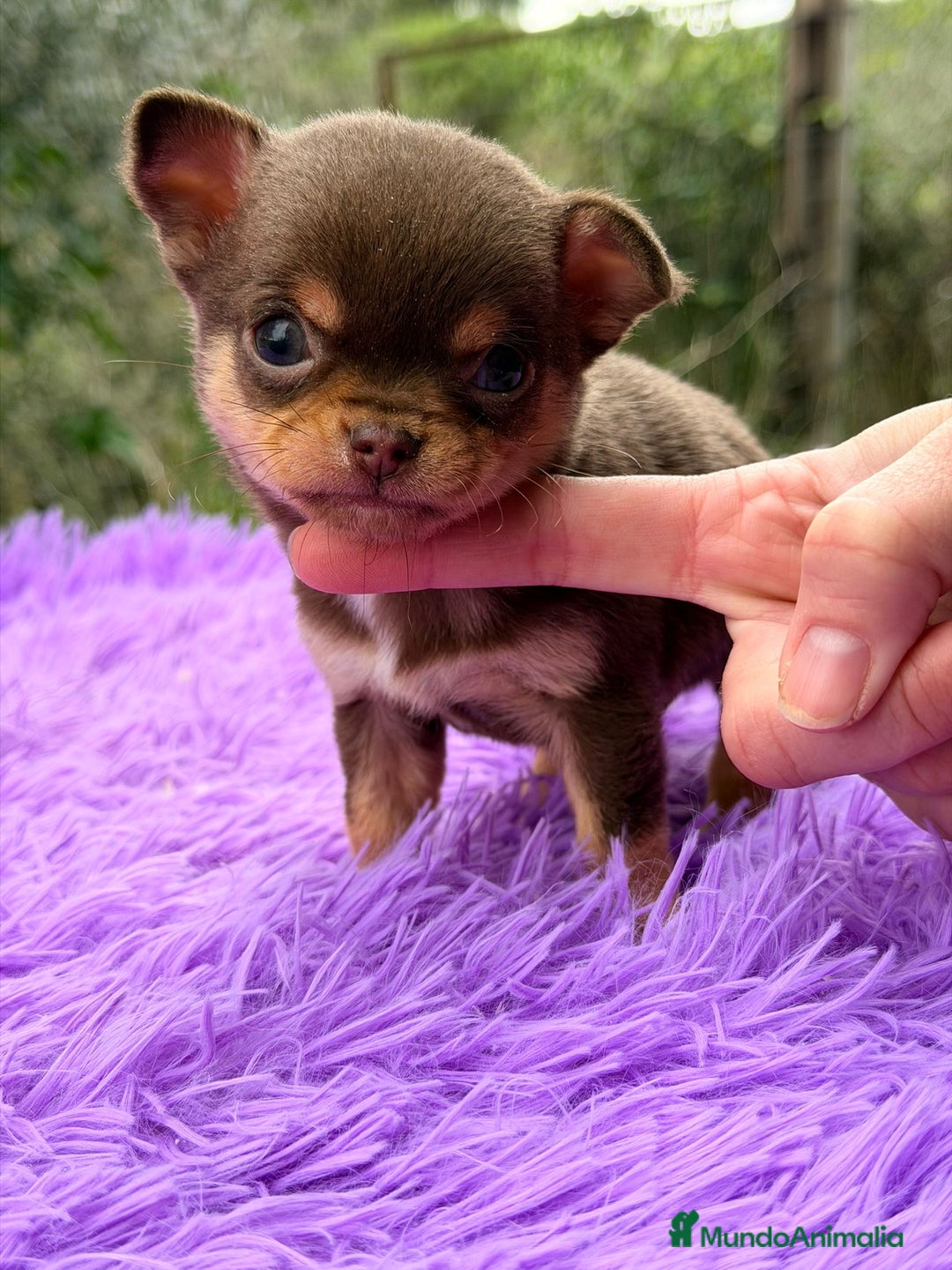 Chihuahua perros en venta: CHOHUAHUA MINI TOY HEMBRA - Anuncio 1