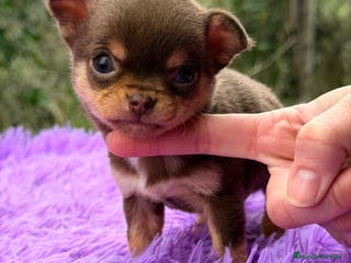Chihuahua perros CHOHUAHUA MINI TOY HEMBRA - Anuncio 12