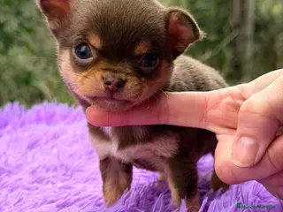 Chihuahua perros CHOHUAHUA MINI TOY HEMBRA - Anuncio 15