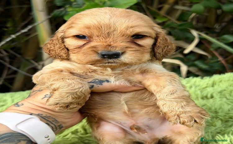 Cocker Spaniel Inglés perros COCKER SPANIEL INGLÉS HEMBRA - Anuncio 1