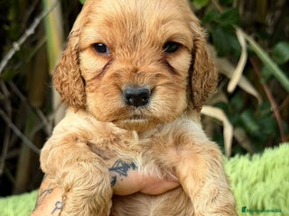 Cocker Spaniel Inglés perros COCKER SPANIEL INGLÉS HEMBRA - Anuncio 1