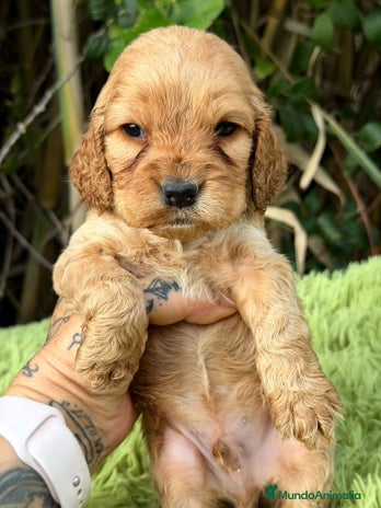 Cocker Spaniel Inglés perros COCKER SPANIEL INGLÉS HEMBRA - Anuncio 2