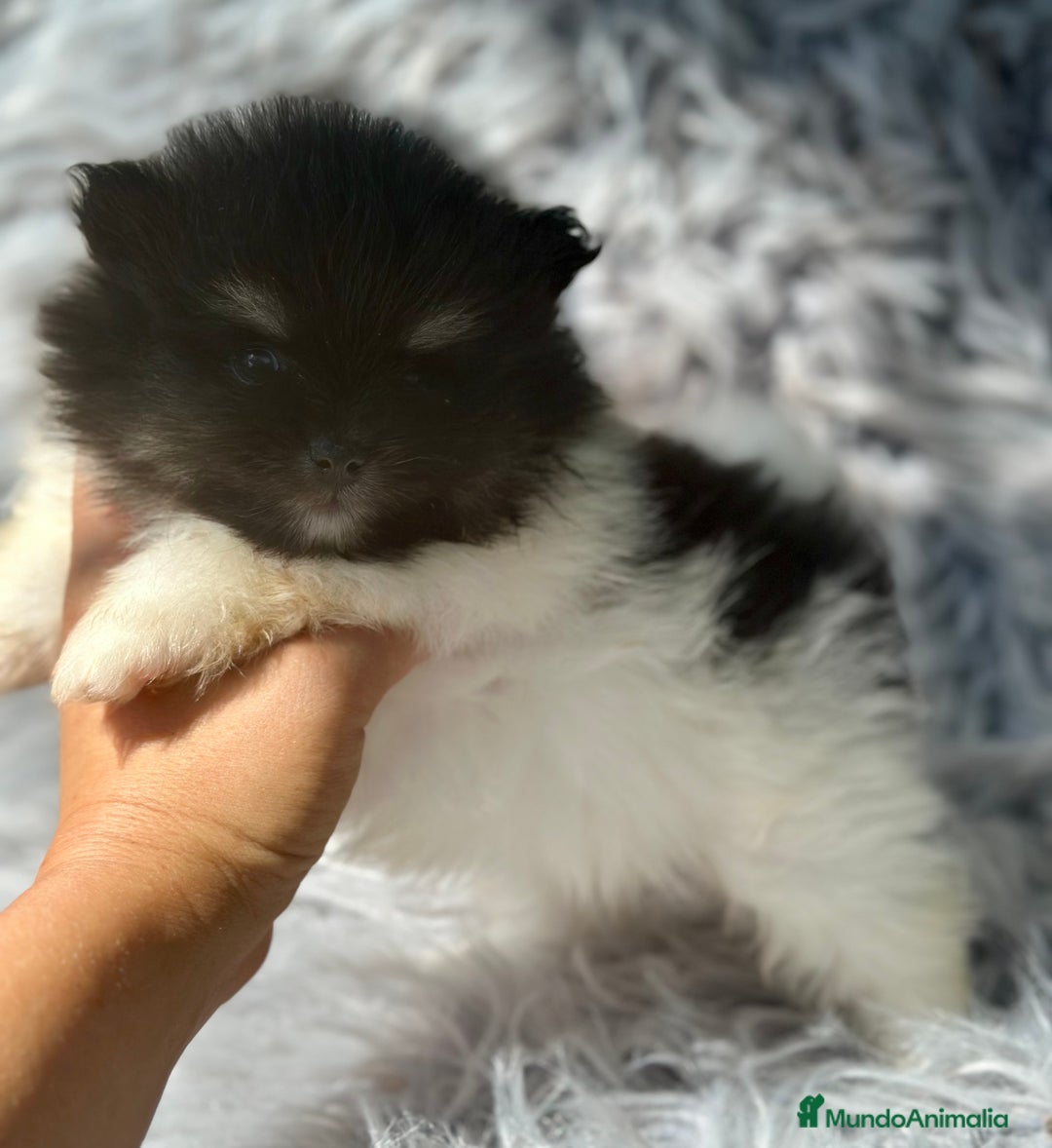 Pomerania perros en venta: POMERANIA TOY LINE RUSA - Imagen 5