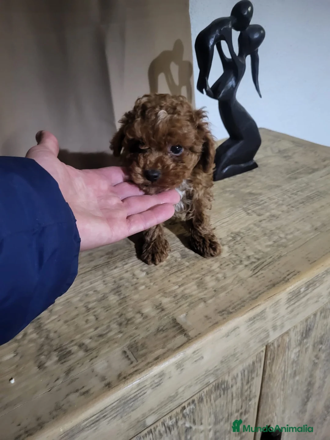 Caniche Toy perros en venta: Caniche toy rojo  - Anuncio 5