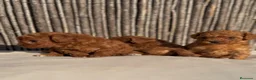 Caniche Toy perros en venta: Caniches rojos  - Anuncio 5