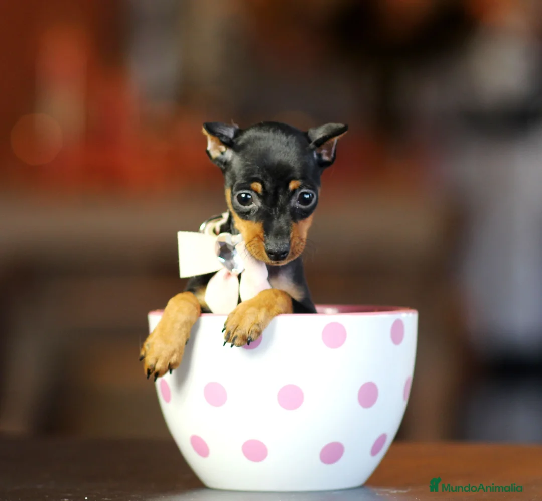 Pinscher Miniatura perros en venta: CACHORROS PINCHER MINIATURA AUTENTICOS  - Anuncio 4