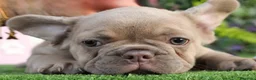 Bulldog Francés perros en venta: Bulldog francés exóticos  - Anuncio 6