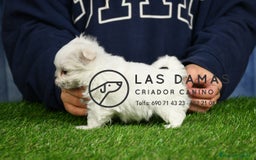 Bichón Maltés perros en venta: BICHÓN MALTÉS DISPONIBLES - Imagen 2