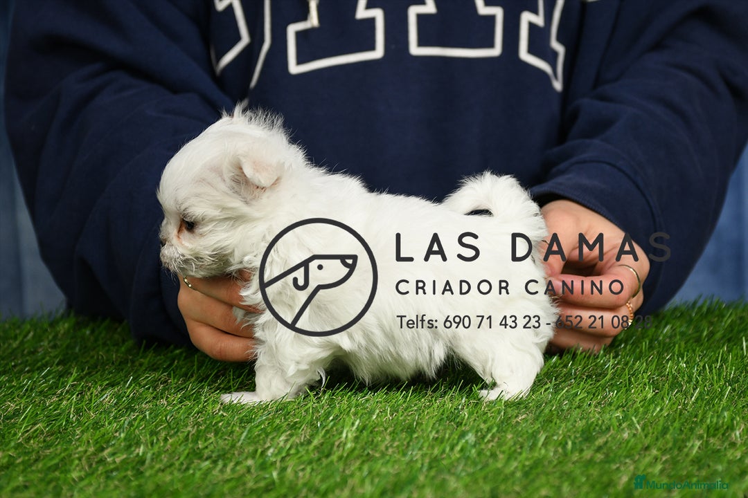 Bichón Maltés perros en venta: BICHÓN MALTÉS DISPONIBLES - Imagen 2