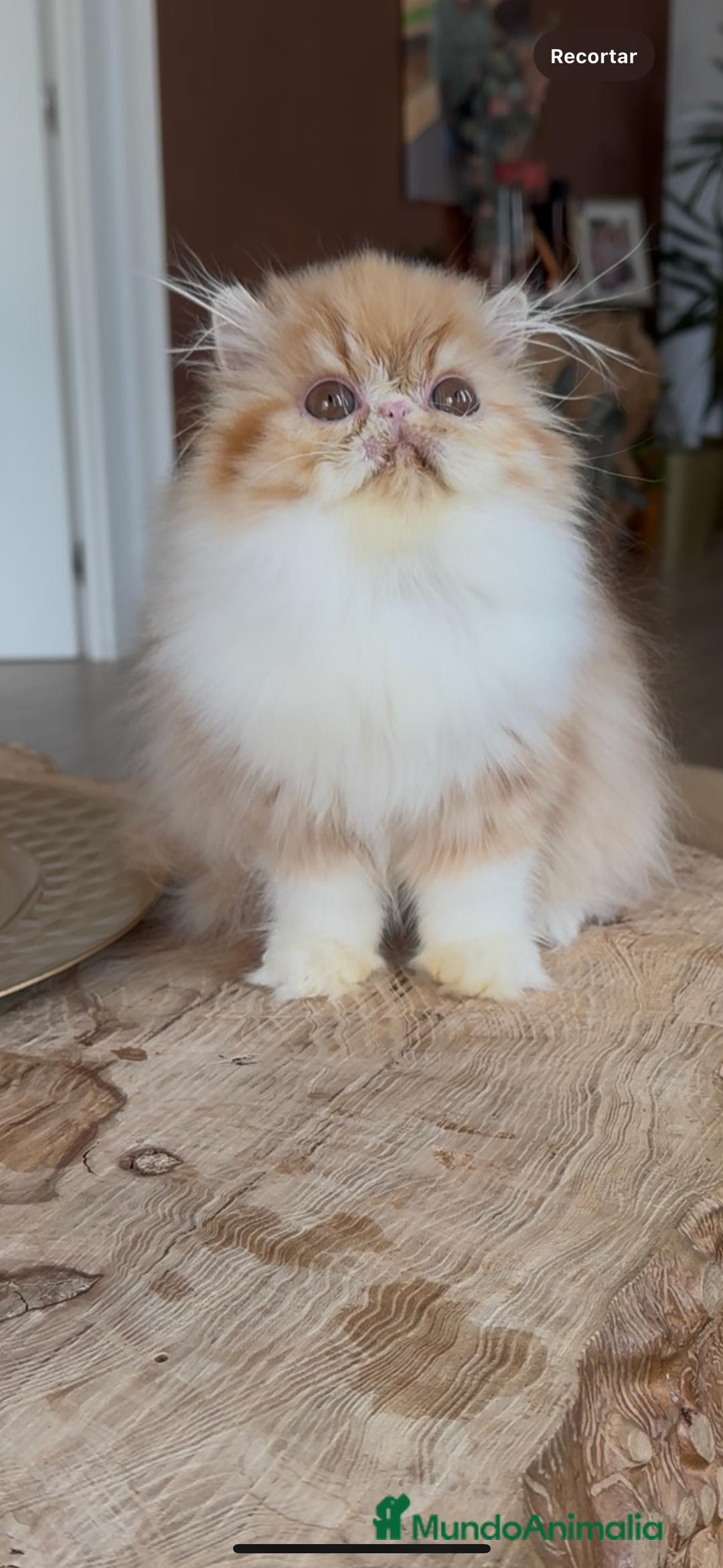 Persa gatos en venta: Hembra bicolor Roja  - Imagen 3