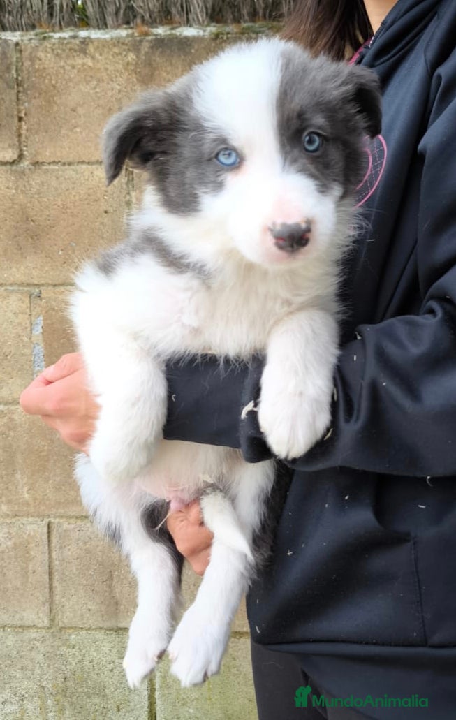 Border Collie perros Cachorros border collie varios colores! - Anuncio 8