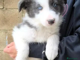 Border Collie perros Cachorros border collie varios colores! - Anuncio 8
