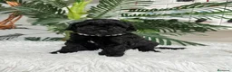 Caniche Enano perros en venta: CANICHE ENANO - Anuncio 13