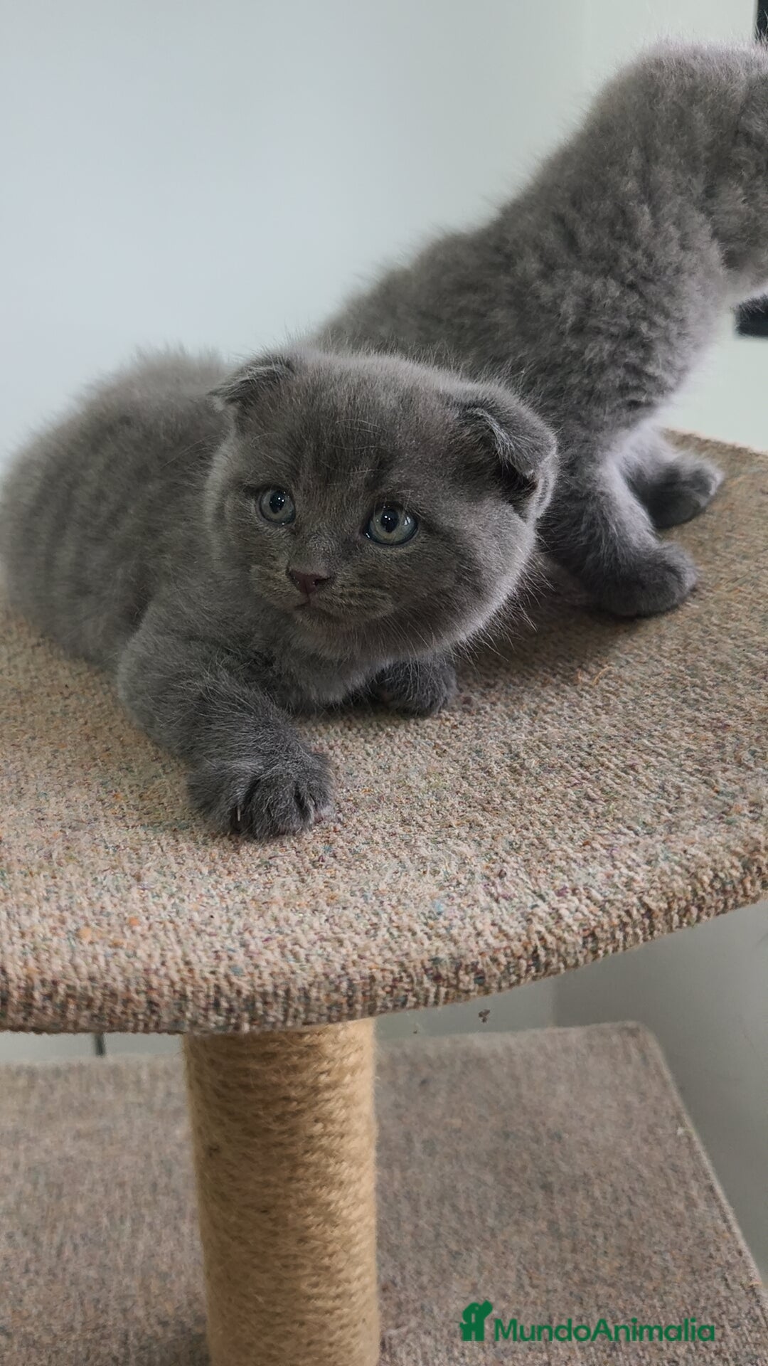 Azul Ruso gatos en venta: Azul Ruso & Scottish  - Imagen 4